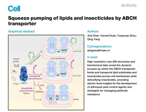 娛樂城：我國科學家揭示害蟲抗葯的關鍵機制，正爲推進成果産業化而努力