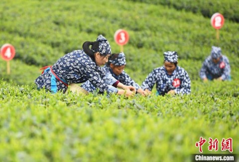 賭博：川渝地區50餘名採茶高手齊聚重慶進行指尖“較量”