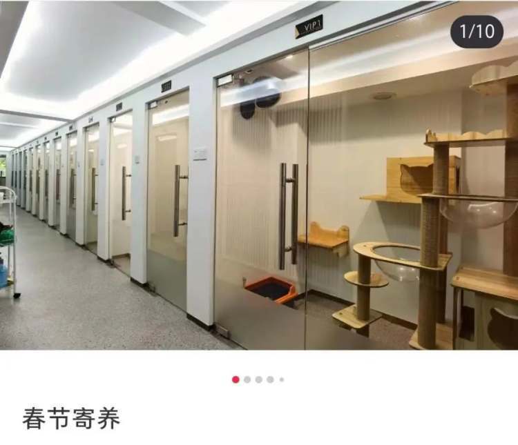 角子機：身價上萬的寵物，過年前被扔到了大街上