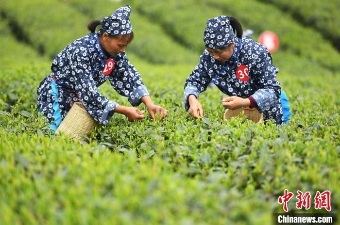 賭博：川渝地區50餘名採茶高手齊聚重慶進行指尖“較量”