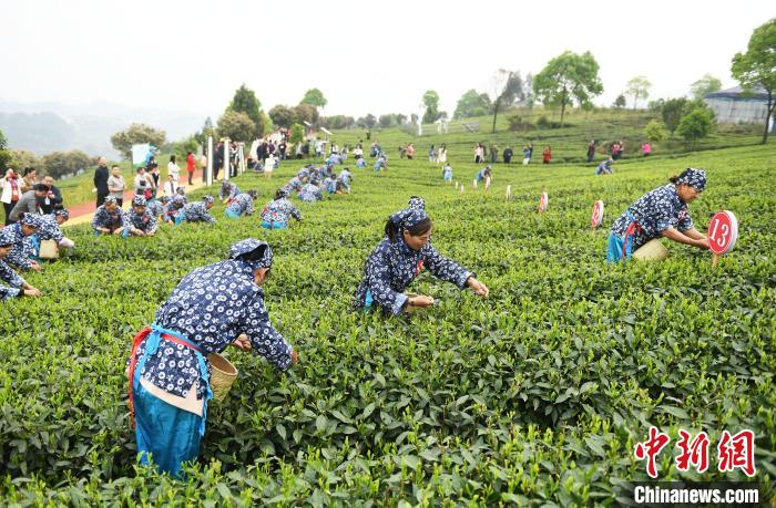 賭博：川渝地區50餘名採茶高手齊聚重慶進行指尖“較量”