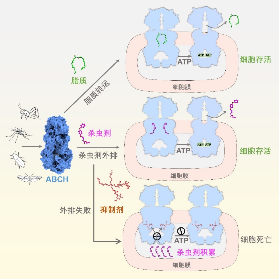 娛樂城:我國科學家揭示害蟲抗葯的關鍵機制,正爲推進成果産業化而努力