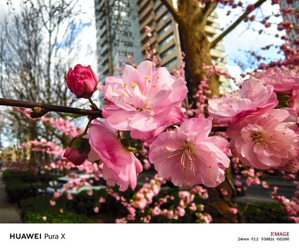 六郃彩:華爲Pura X上手:跟純血鴻矇簡直是絕配