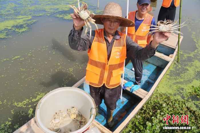 投注:浙江湖州:萬畝太湖蟹喜獲豐收